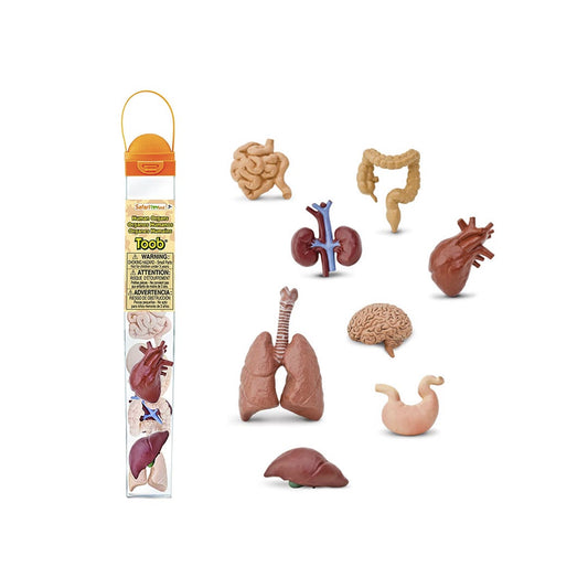 Toobs and Safariology Toys: Human Organs