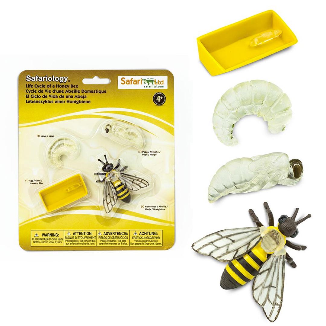 Toobs and Safariology Toys: Life Cycle of a Honey Bee