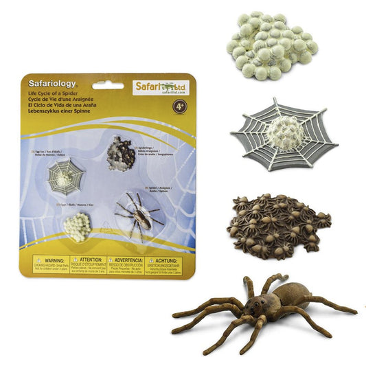 Toobs and Safariology Toys: Life Cycle of a Spider