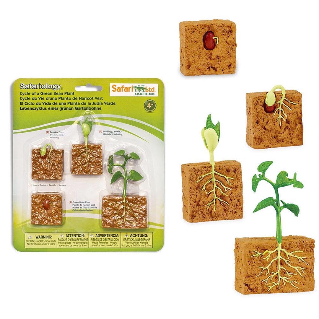 Toobs and Safariology Toys: Life Cycle of a Green Bean Plant